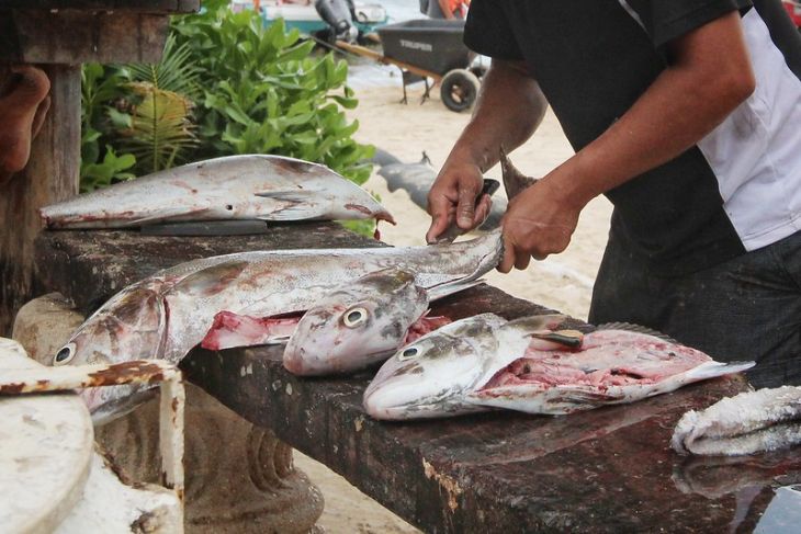 Análisis revela sustitución de pescados en Mérida